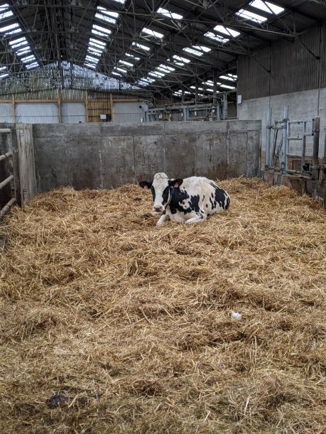Quelles Solutions Pour Un Couchage Optimis D une Vache Conseil En 