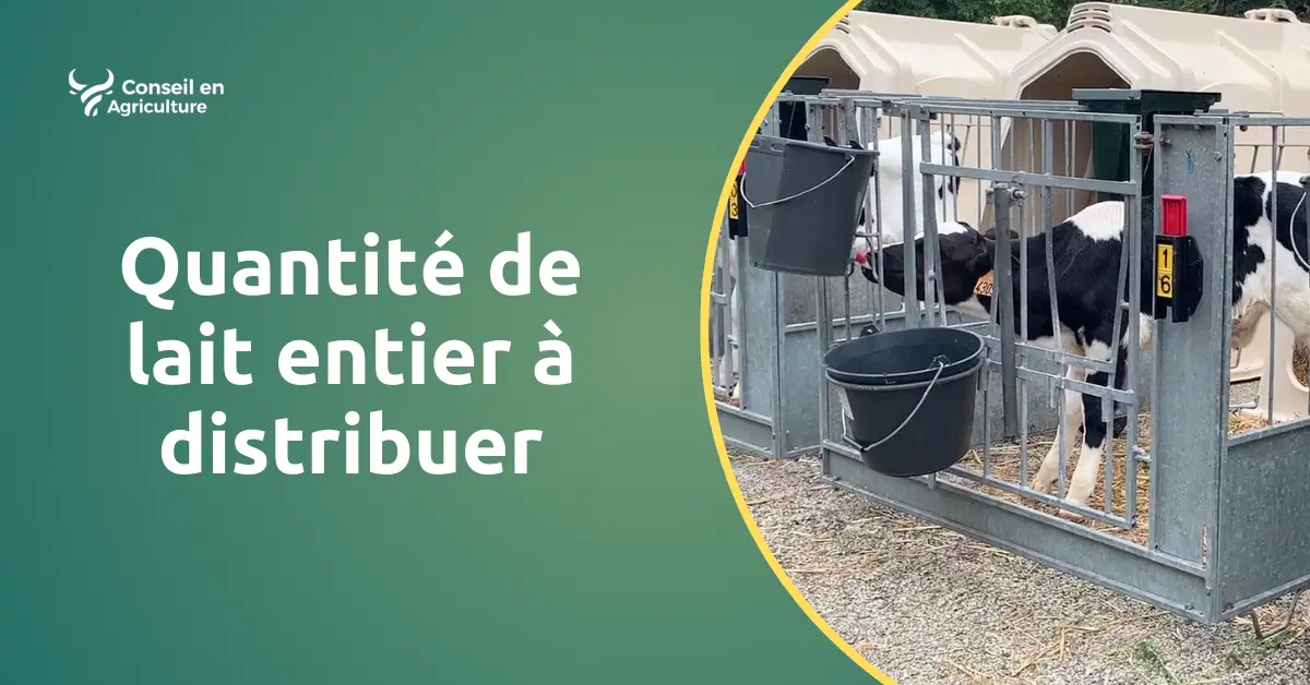 calculette lait entier pour veau