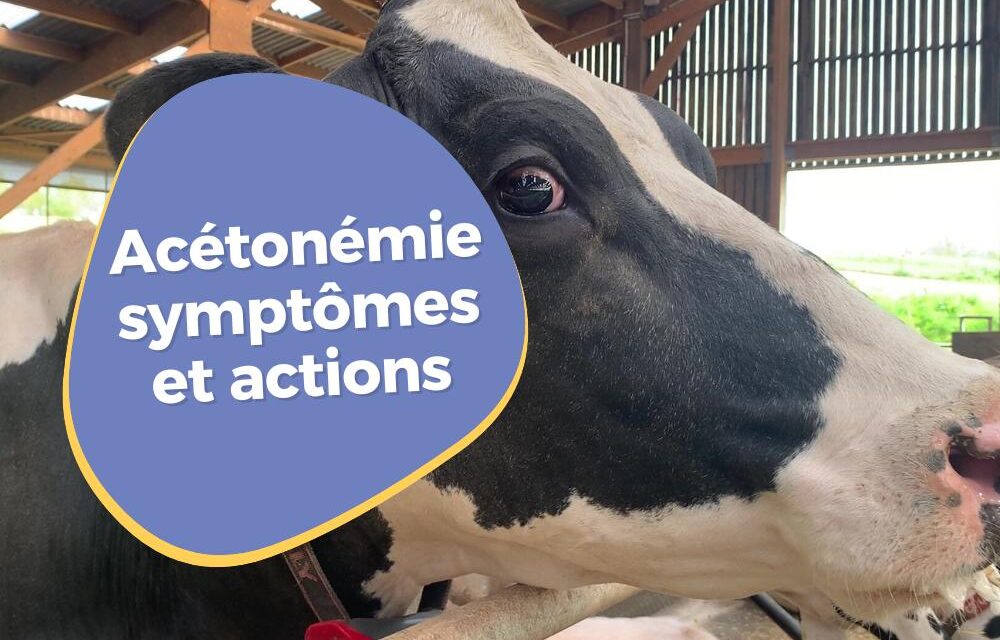 Acétonémie chez la vache laitière