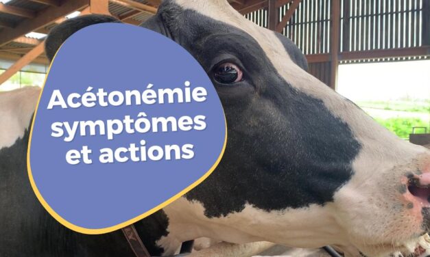 Acétonémie chez la vache laitière