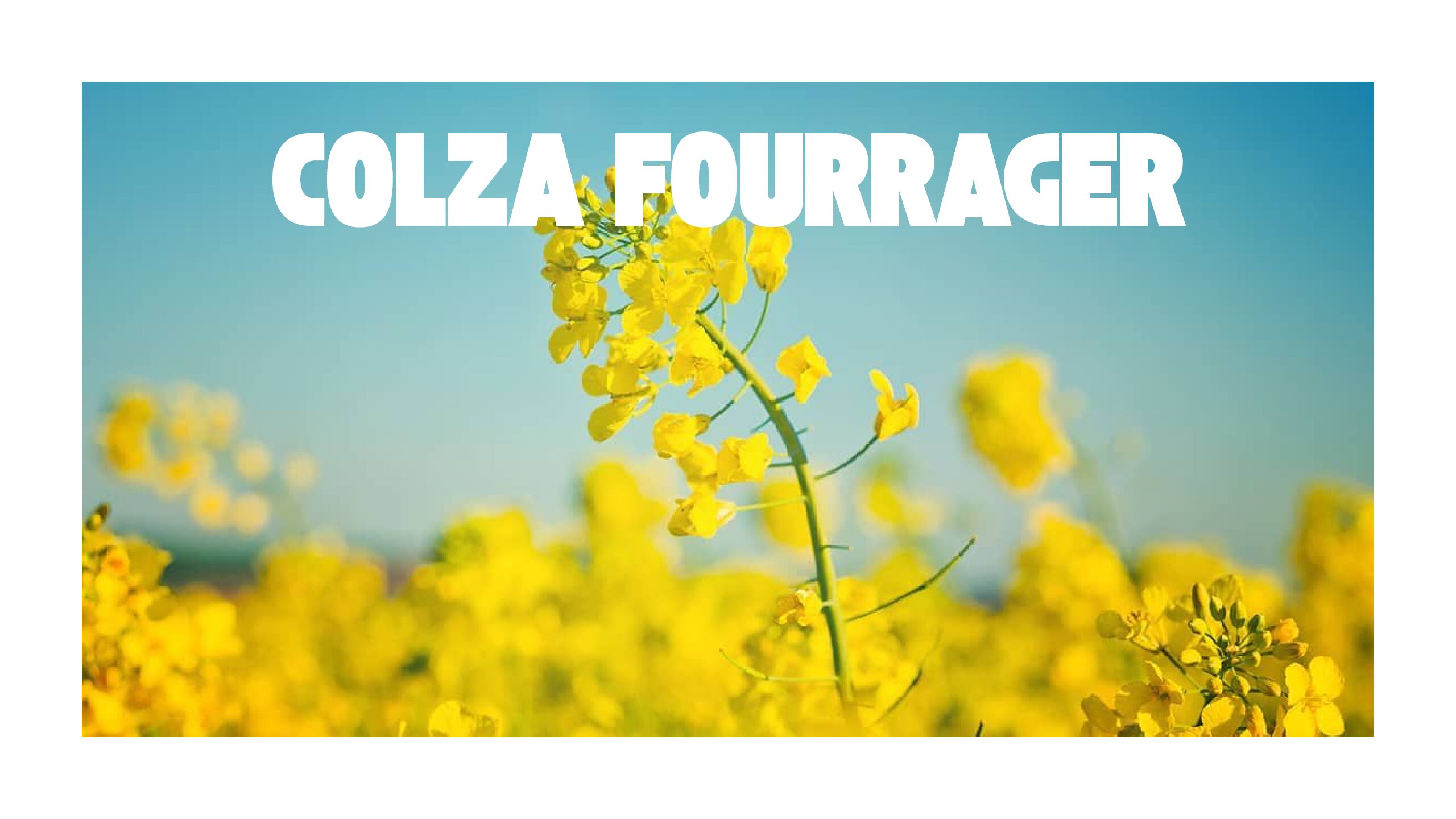 Colza fourrager : votre allié protéique en vaches laitières