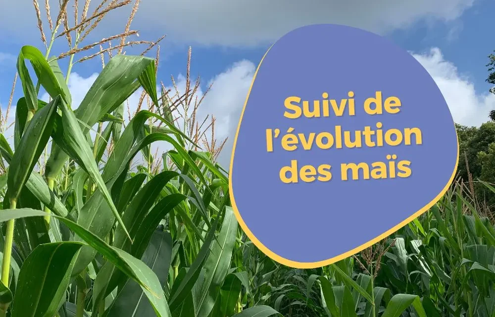 Suivi d&rsquo;évolution des maïs