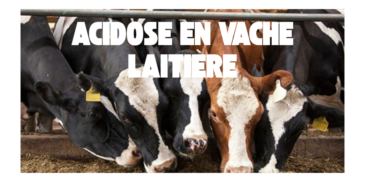 Acidose chez la vache laitière : causes, symptômes, solutions