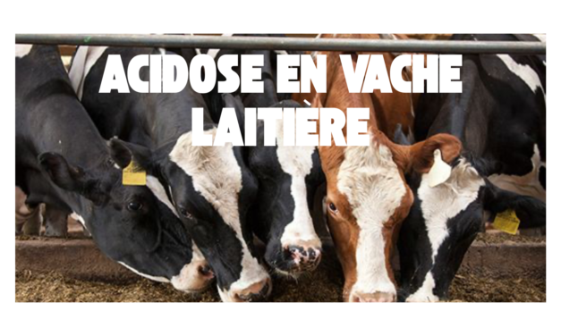 Acidose chez la vache laitière : causes, symptômes, solutions