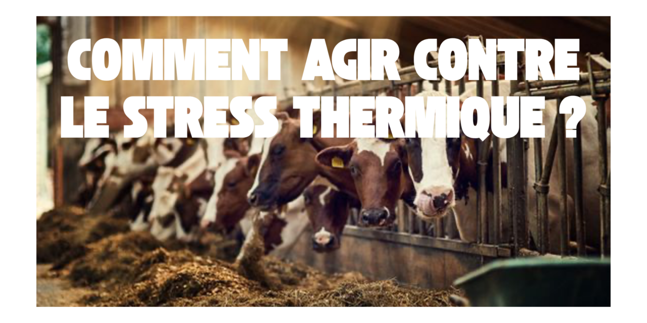 Comment agir contre le stress thermique chez la vache laitière ?