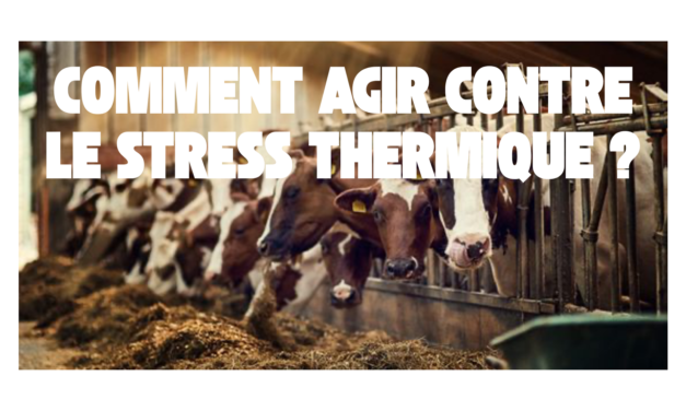 Comment agir contre le stress thermique chez la vache laitière ?
