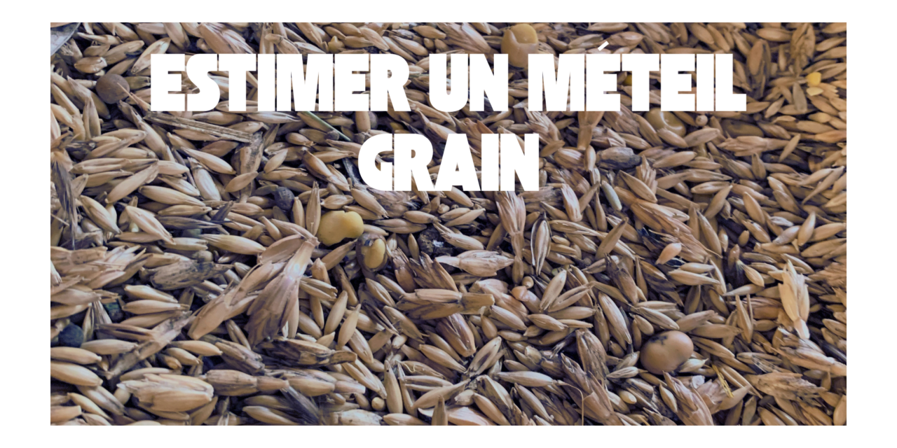 Méteil grain : estimer ses valeurs alimentaires