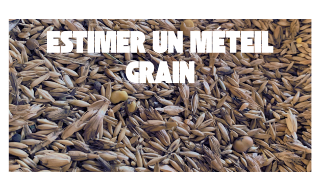 Méteil grain : estimer ses valeurs alimentaires