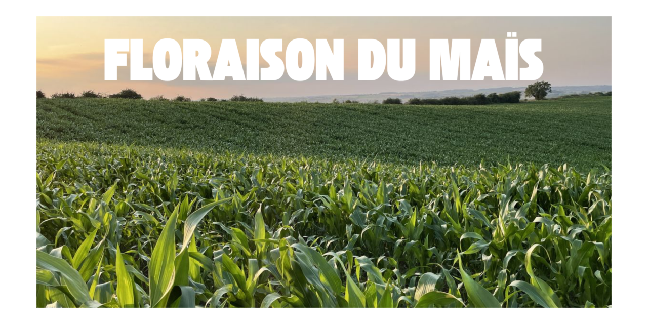 Floraison du maïs : maîtriser ce stade clé pour optimiser l&rsquo;ensilage