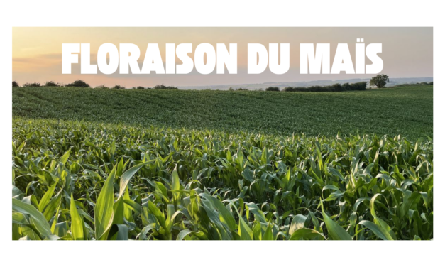Floraison du maïs : maîtriser ce stade clé pour optimiser l&rsquo;ensilage