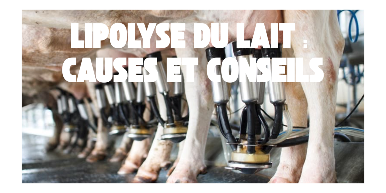 Lipolyse du lait de vache : les indicateurs à surveiller
