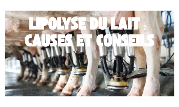 Lipolyse du lait de vache : les indicateurs à surveiller