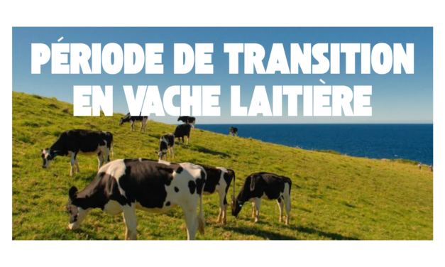Période de transition chez la vache laitière