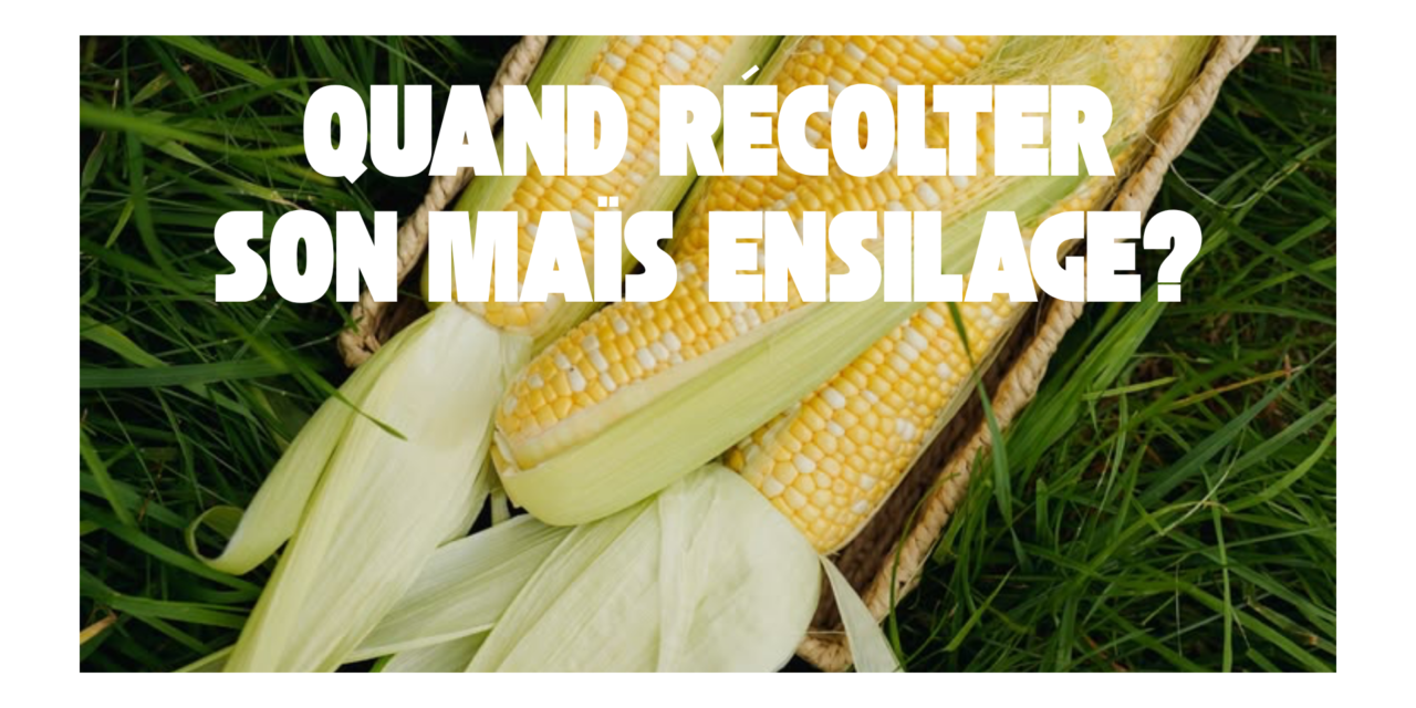 Quand récolter son maïs ensilage ?