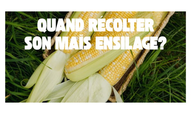 Quand récolter son maïs ensilage ?