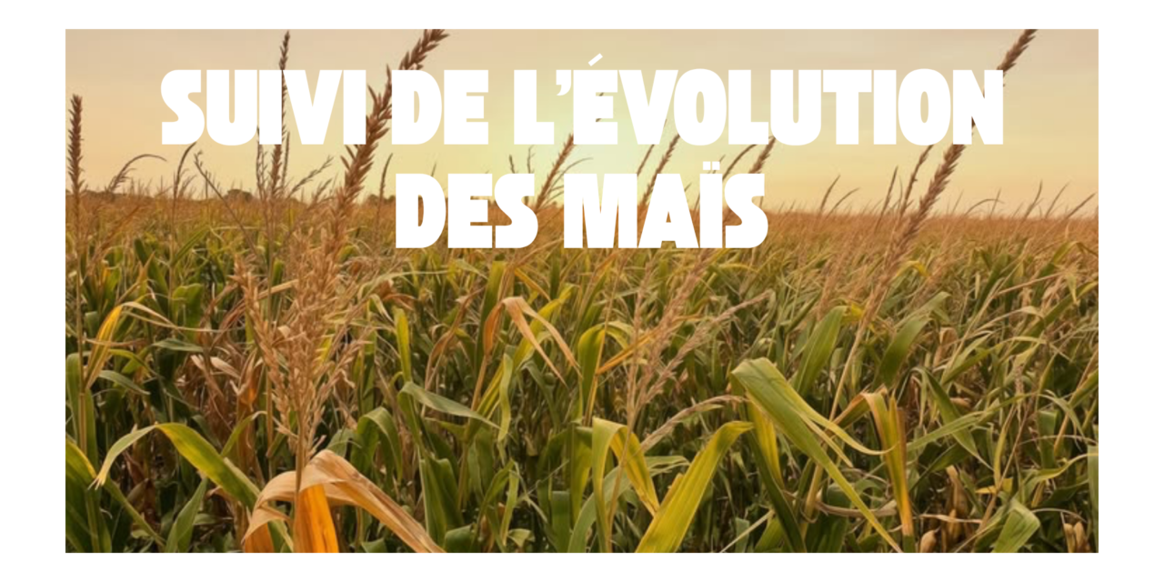 Suivi d&rsquo;évolution des maïs