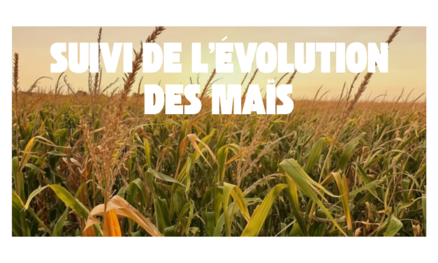 Suivi d&rsquo;évolution des maïs