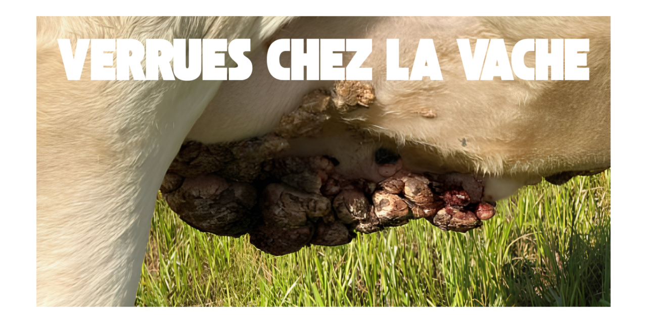 Verrues chez la vache laitière