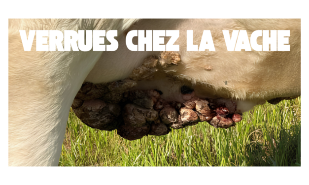 Verrues chez la vache laitière