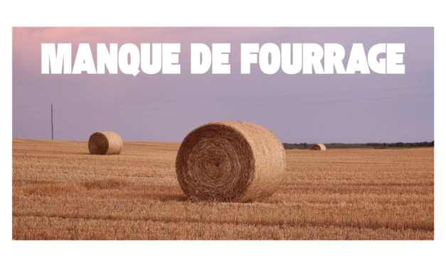 Manque de fourrage : quelles solutions pour nourrir ses vaches ?