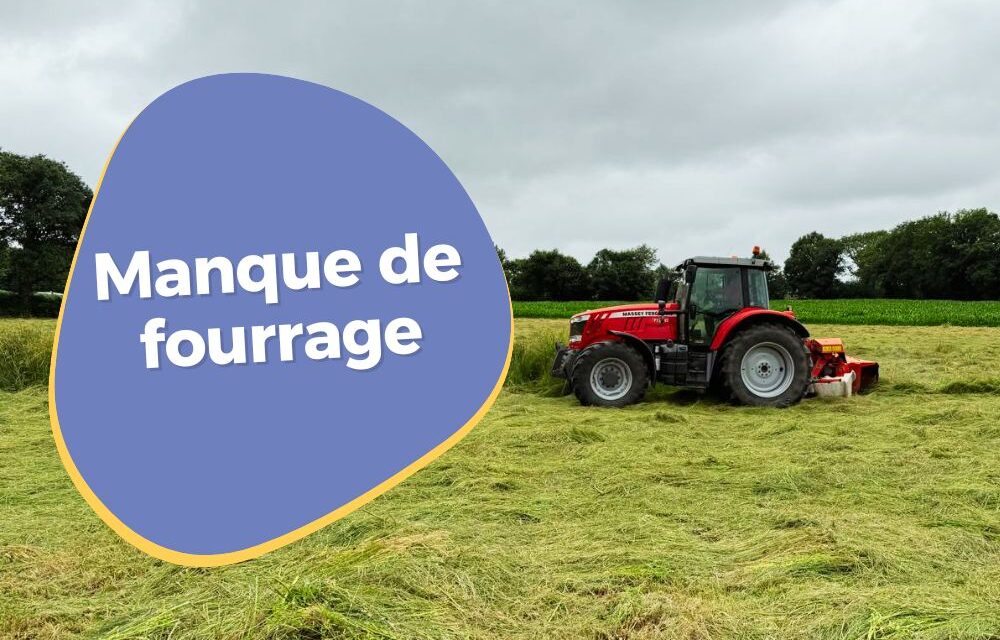 Manque de fourrage : quelles solutions pour nourrir ses vaches ?