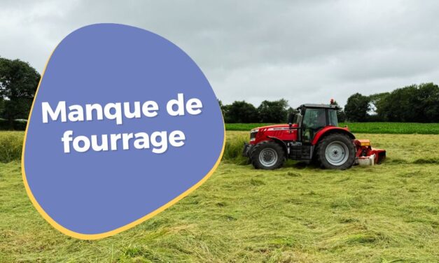 Manque de fourrage : quelles solutions pour nourrir ses vaches ?