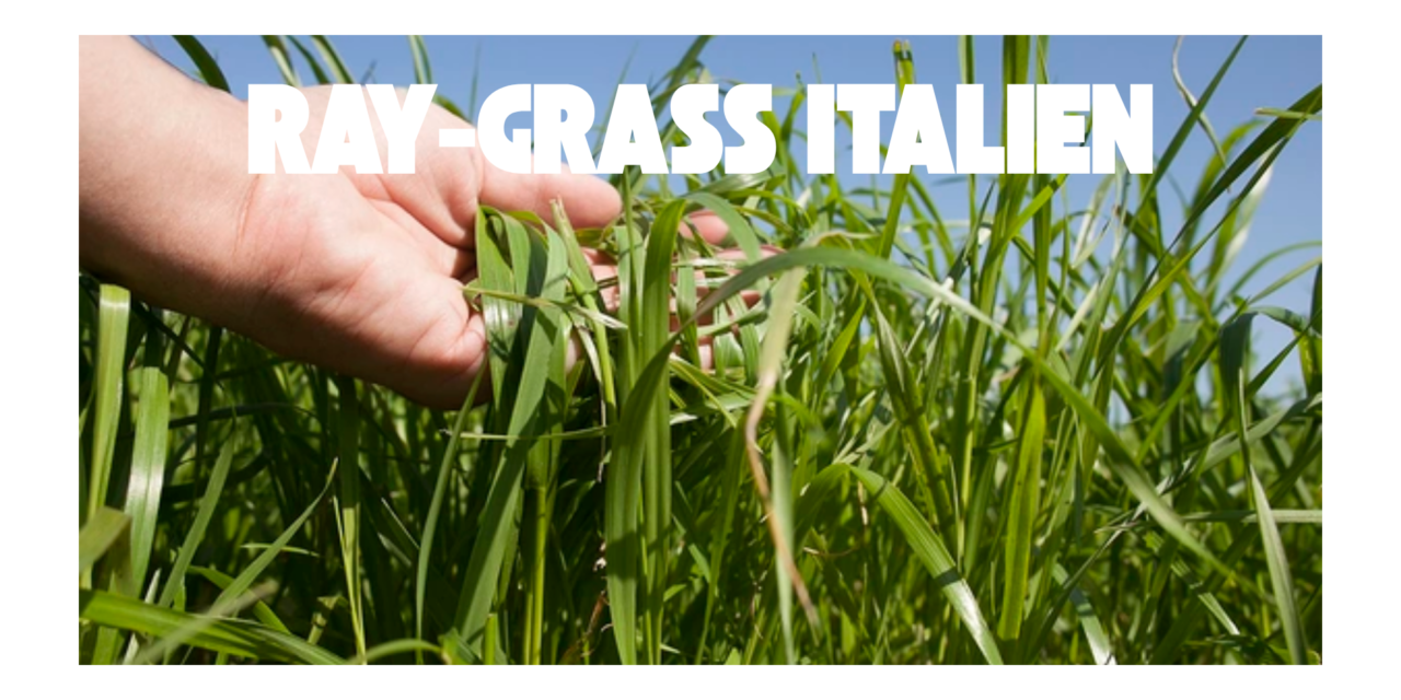 Ray-grass italien en vaches laitières