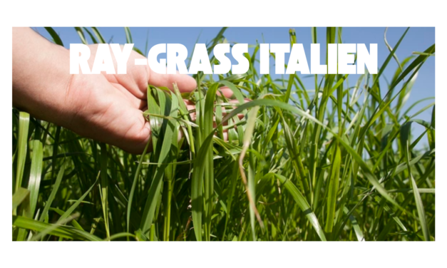 Ray-grass italien en vaches laitières