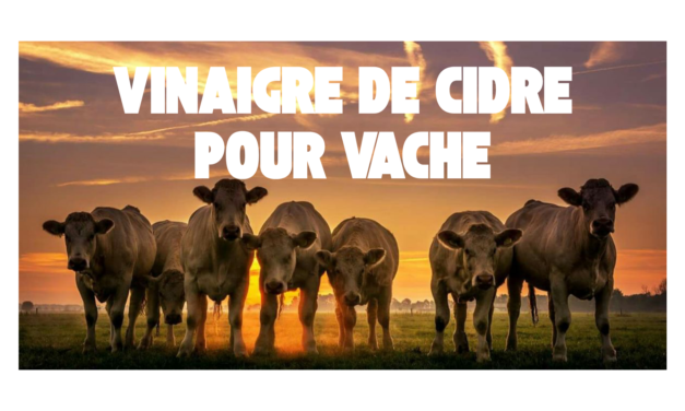 Vinaigre de cidre pour vache : intérêt et limites en élevage laitier